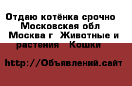 Отдаю котёнка срочно - Московская обл., Москва г. Животные и растения » Кошки   